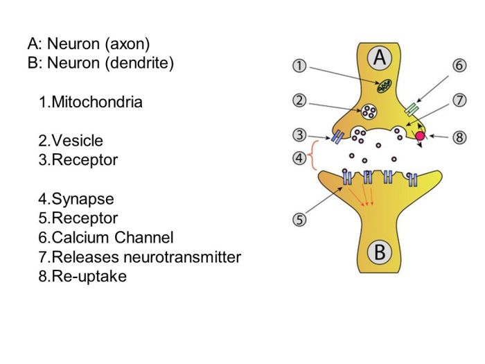 The anatomy of a synapse answer key