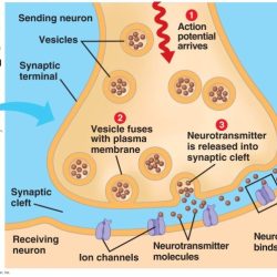 Synapse experiment manipulate neurons