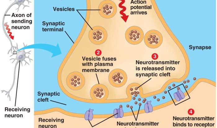 Synapse experiment manipulate neurons