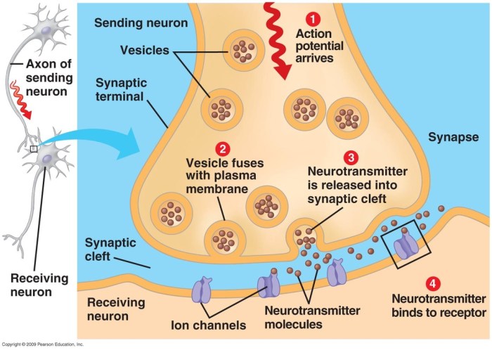 Synapse experiment manipulate neurons