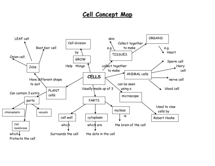 Eukaryotic cell cycle worksheet answer key