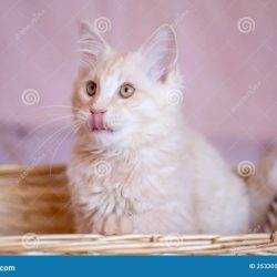 A kitten sits in a lightweight basket