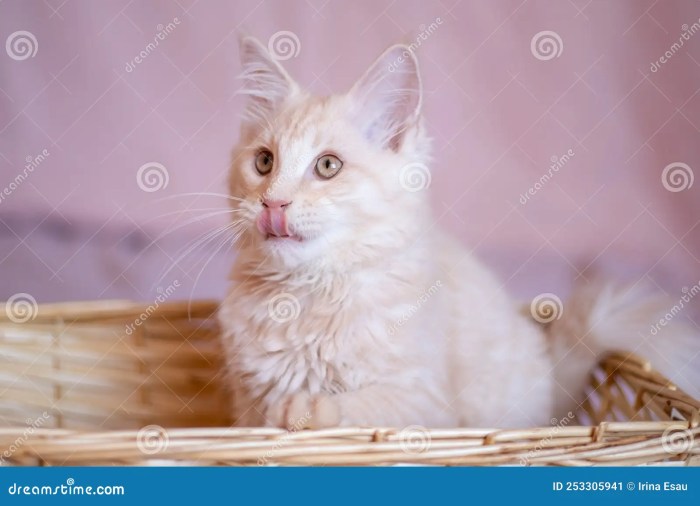 A kitten sits in a lightweight basket