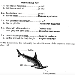 Dichotomous key to shark families