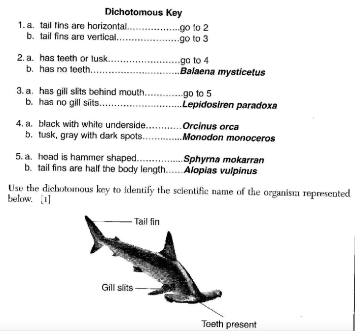 Dichotomous key to shark families