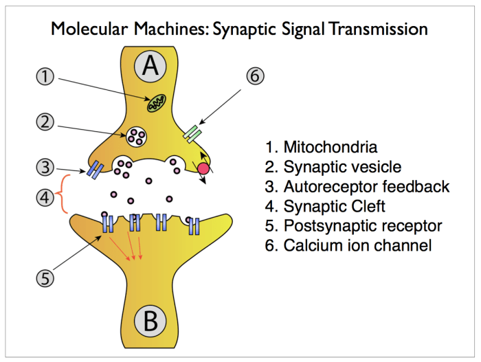 The anatomy of a synapse answer key