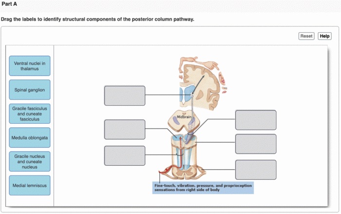 Drag the labels to identify the structural components of brain