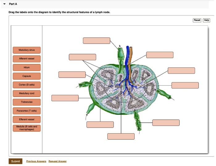 Drag the labels to identify the structural components of brain