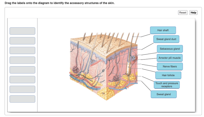 Identify structural trachea solved transcribed