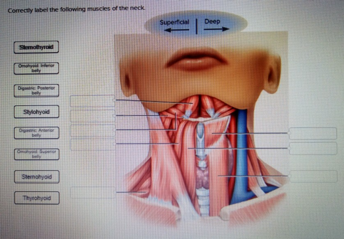 Correctly label the following muscles of the neck.